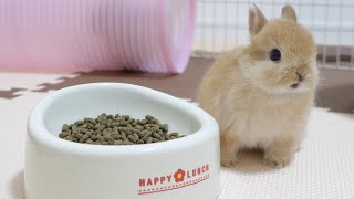 Baby rabbit wondering whether to eat or play.