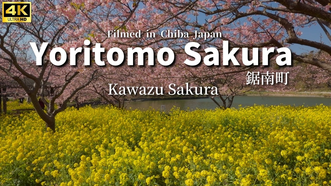 【頼朝桜まつり2026年】頼朝桜（河津桜）が満開！｜鋸南町、佐久間ダム|2026年2月15日#4k #japantravel #河津桜＃頼朝桜＃cherryblossom
