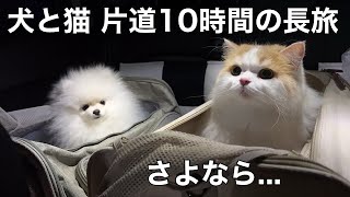 猫と犬を連れて、ド田舎の実家に帰ることになりました。ドキドキ片道10時間の長旅