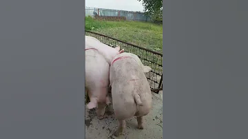 🐖 БОЛЬШИЕ-ЖИРНЫЕ СВИНЬИ (товарка). ЖИВОЙ ВЕС 150-220 кг. КАК ПРОИСХОДИТ ЗАГРУЗКА?