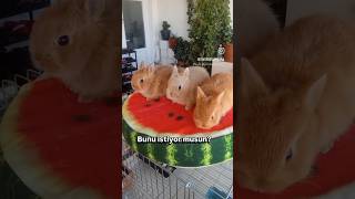 Minik Patiler, Sıcak Yuvalarını Bekliyorücetavşan Şan Şan