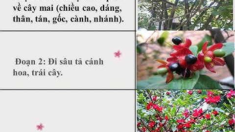 Lớp 4  - Tuần 21 - TLV: Cấu tạo bài văn miêu tả cây cối