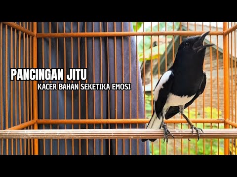 Cas anis merah macet