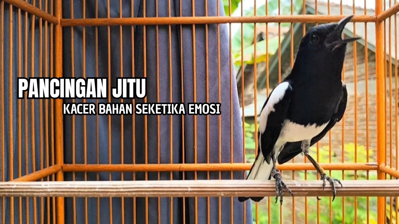 Suara Burung kacer gacor NGEPLONG tarung ini paling ampuh buat PANCINGAN KACER agar EMOSI Nyaut