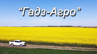 Цвітіння ріпаку у компанії &quot;Гадз-Агро&quot;