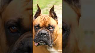 boxer Dog Dangerous Dog Breed In The World #7 #doglover #boxer #short