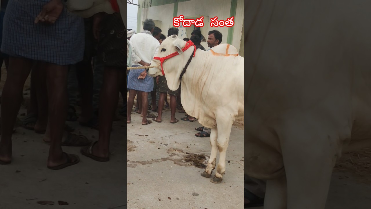 టాప్ క్వాలిటీ ఒంగోలు బుల్స్ || milk teeth Ongole Bulls || kodad Bulls market today 