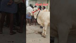 టప కవలట ఒగల బలస Milk Teeth One Bulls Kodad Bulls Market Today