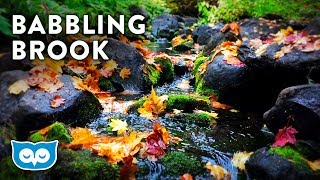 Babbling Brook Nature Sounds for Sleep | Babbling Brook Forest Ambience