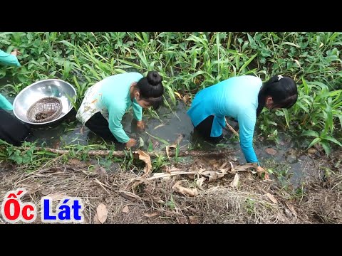 Video Mùa Nước Nồi ra Đồng Bắt Ốc Lát được 1 Thau đem về Nấu... - youtube