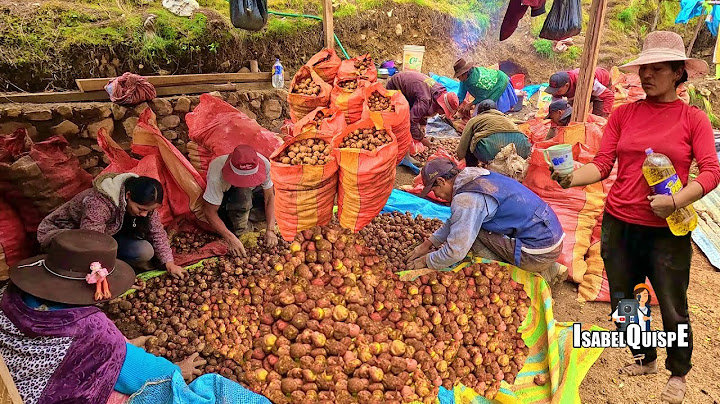 Así COSECHAMOS PAPAS Peruanas en Huancavelica Perú 🇵🇪 | Isabel Quispe