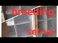 pigeon breeding setup new video ka liya channel subscribe kar lo guys#kabutar #bird #kabuter status