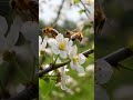 La polenantaj abeloj  The Pollinating Bees #esperanto #esperantolingvo #esperantolanguage #conlang