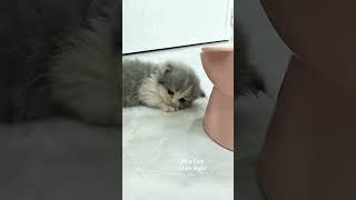 바이컬러 고양이가 아름답게 잠을 잡니다