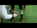 Técnica de perfusión regional intravenosa en equinos