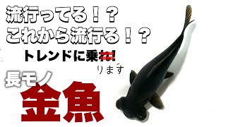 【流行ってる?】飼育している長モノ金魚を5匹ご紹介！私もトレンドに乗りたい(≧∇≦*)コメット・朱文金・柳出目金 @peperia