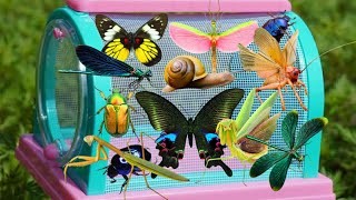 Amazing Wild Insects Catching: Raspy Cricket, Butterflies, Mantis, Dragonfly, Beetles & More