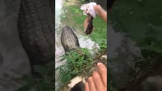 PART 1 TERKAMAN BUAYA MUARA | Penangkaran Buaya Tritip Balikpapan