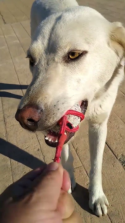 many-of-the-stray-dogs-in-georgia-batumi-are-large