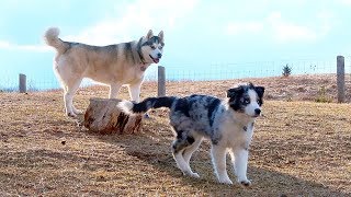 PUPPY VIDEO! Australian Shepherd Puppy goes to the Park by Lunatic the Husky and April 3,117 views 6 years ago 4 minutes, 20 seconds