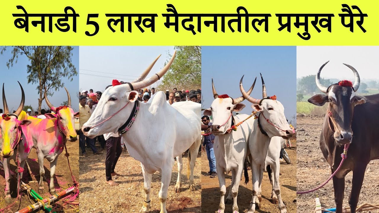 बेनाडी 5 लाख मैदानातील प्रमुख पैरे 2026 Benadi Bailgada Sharyat