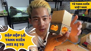 Đập hộp lô tank mới siêu to từ Tank Kiến Việt Nam  | Unbox ant tank | Tạp Hoá Hiển Kiến