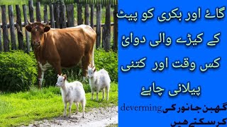 Deworming in goat and cow / is dewormig safe in prengant goat and cow