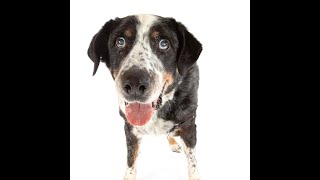 Orson, a Bernese Mountain dog/Australian Shepherd mix at Muttville