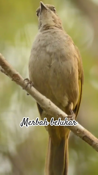 merbah belukar #birds #thebirdsonggroup #burung #kicaumania