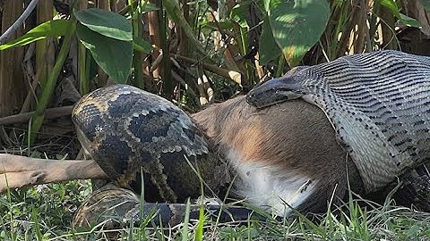Invasive pythons in Florida creating major disruptions to regional ecosystem