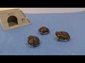 【癒し系】3匹の子豚。アメフクラガエルPretty rain frog！