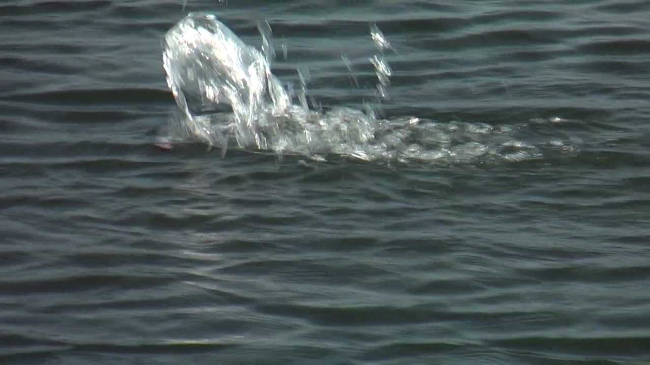 Super Strike Heavy Popper, The Wiggle