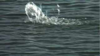 Super Strike Heavy Popper, The Wiggle