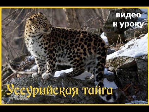 Видео: Усурийски резерват: държавен природен резерват в Приморски край