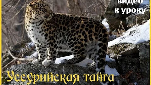 Уссурийский край. Дикая природа России