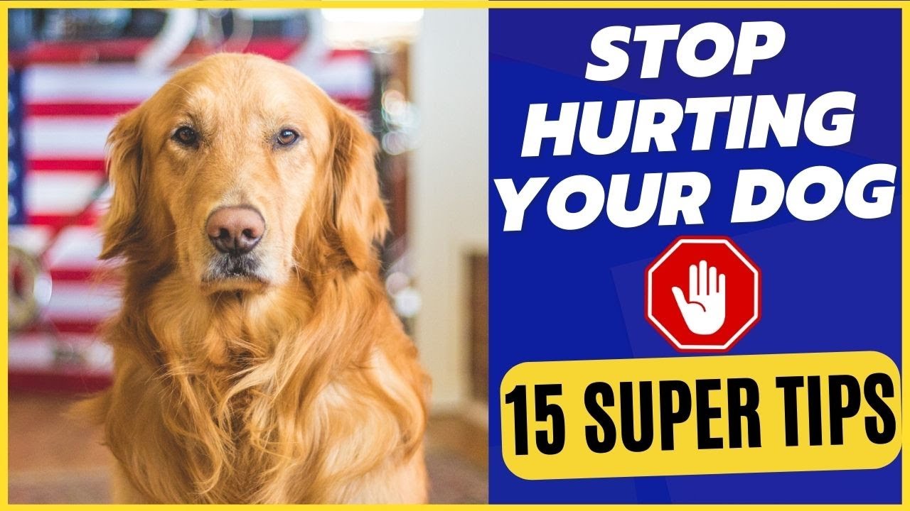 15 Things That Emotionally Hurt Your DOG Fix This Right NOW YouTube dog-with-a-hurt-paw-stock-photo-agneskantaruk-299637496
