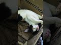 catfunnysleeping#shortvideo#funny #comedy