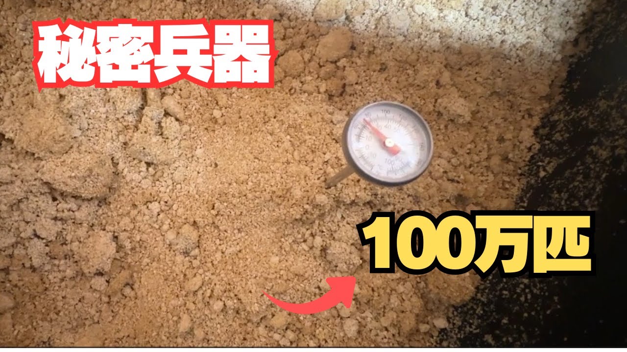 【秘密兵器】ミミズが爆増！？100万匹を目指す自称養鶏家の「新・養殖術」を公開