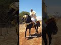 دخل تشوف احسن خيول بالمملكة المغربية