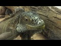 Жестокий допрос и пытки игуаны. Brutal interrogation and torture of iguana