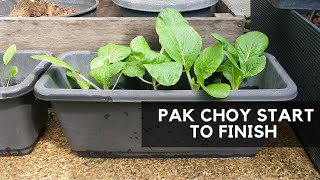 BOK CHOY START TO FINISH | growing in containers screenshot 3