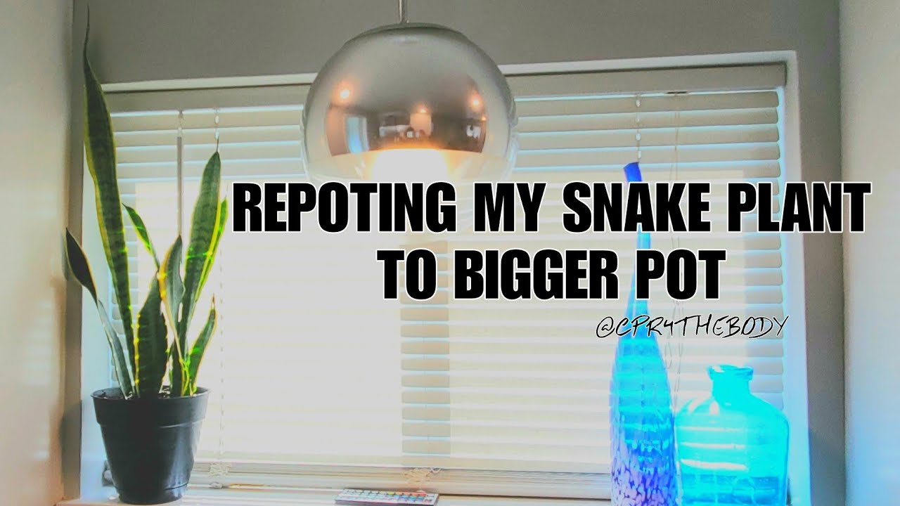 How To Repot A Snake Plant/mother-in-law's Tongue #Sansevieria #