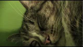 Snoring Cat