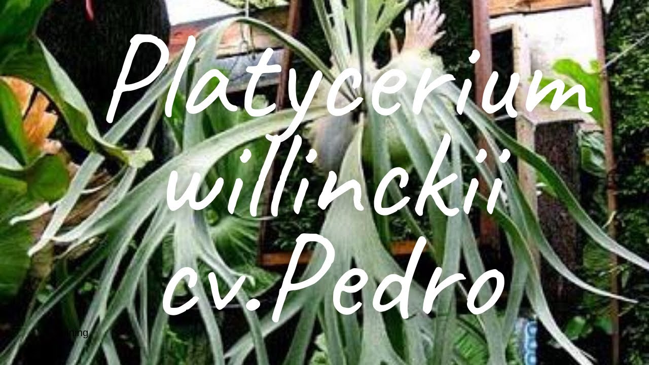 Platycerium willinckii cv.Pedro ペドロ
