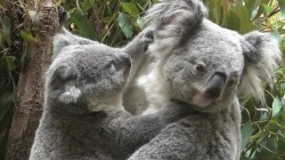 Big baby Kintoki! Koala  大きな赤ちゃん、きんとき！コアラ　Chimpanzee  Tama Zoological Park