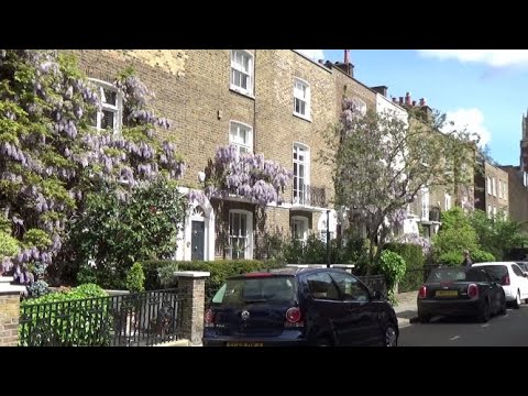 Videó: Wisteria Virágzik Londonban