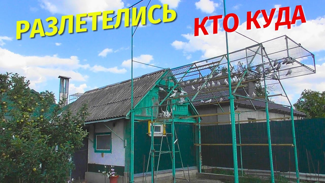 Пропала Толпа Голубей уже до обеда! Вернутся ли Молодые голуби 2025⁉😲