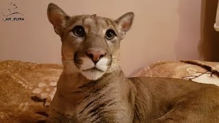 Супер хвост. Супер кот))) Супер хвост. Супер кот)))