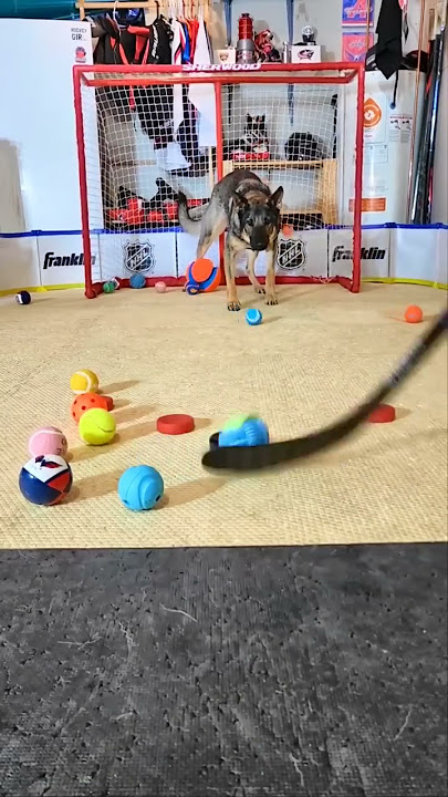 Laser focused on the puck 🏒 - Maggie the Goalie