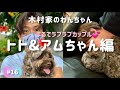 【癒し】木村拓哉&アムちゃん 木村家のアイドルです🐩